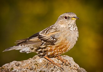 Alpine accentors breed in the IBA Alpine accentor saganta.jpg