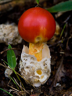 Amanita hemibapha: fotografijŏ