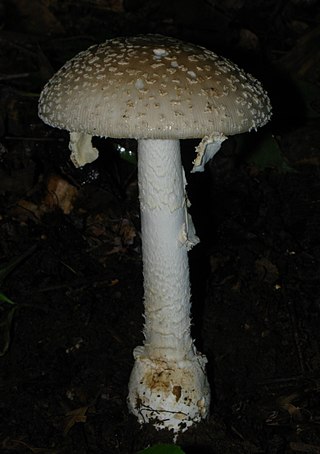 <i>Amanita multisquamosa</i> Species of fungus