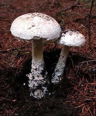 <i>Amanita smithiana</i> Species of fungus