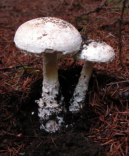 Amanita_smithiana