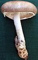 参考：Amanita manginiana