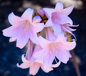 벨라도나수선(Amaryllis belladonna)