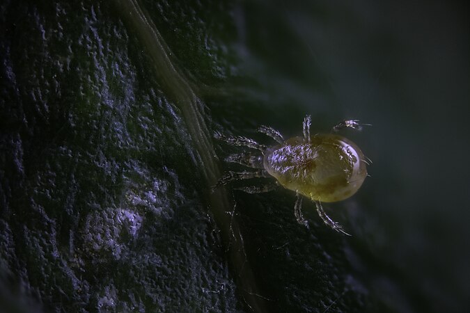 Amblyseius (Neoseiulus) californicus. Photo by Dohtoruk