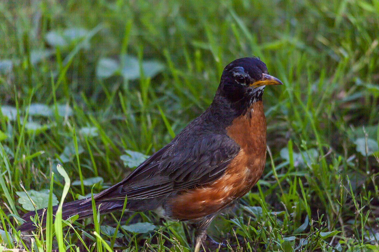 American robin - Wikipedia