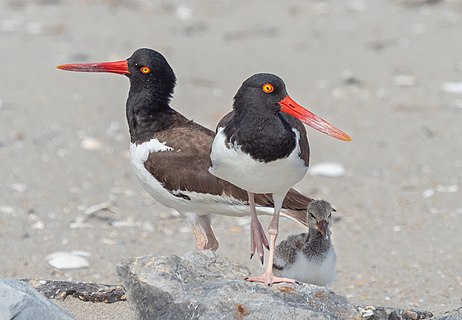 American oystercatcher family portrait