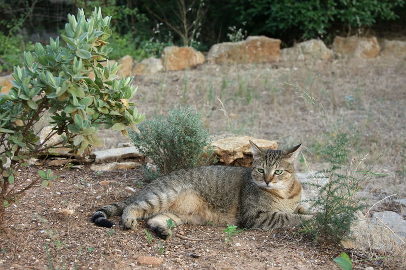 File:American shorthair in french garden.JPG