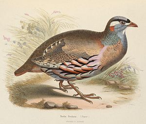 Ammoperdix griseogularis 1849.jpg