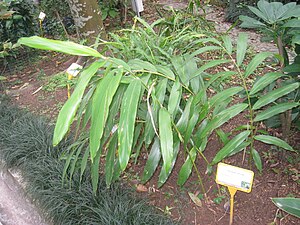 Amomum villosum - Hong Kong Botanical Garden - IMG 9580.JPG