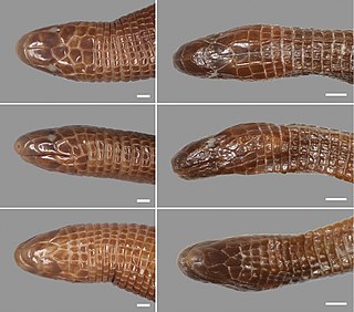 <span class="mw-page-title-main">Slater's worm lizard</span> Species of lizard