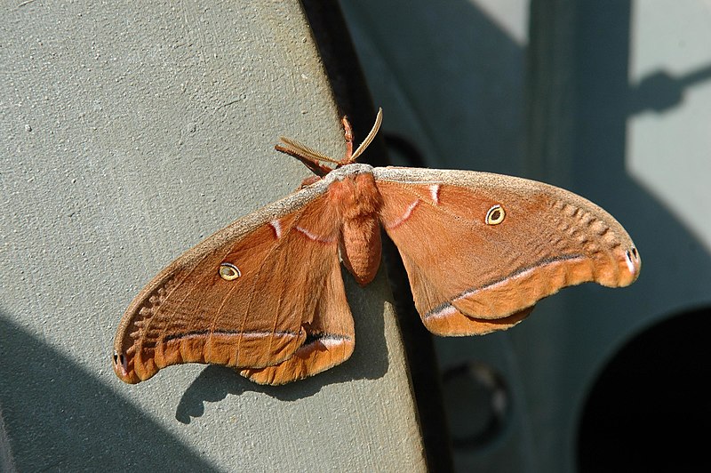 File:An unknown Moth at Launch Pad 17-B, Cape Canaveral Air Force Station.jpg
