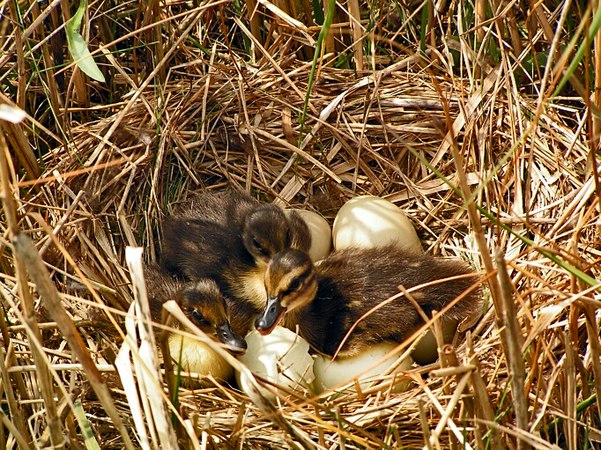 Kuikens in het nest
