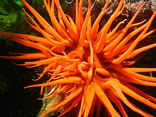 <i>Anemonia alicemartinae</i> Cryptogenic species of sea anemone