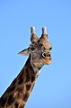 Angola-Giraffe