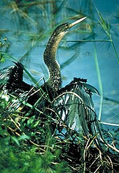 Everglades-Nationalpark: Lage und Landschaft, Der Everglades-Nationalpark, Tierwelt