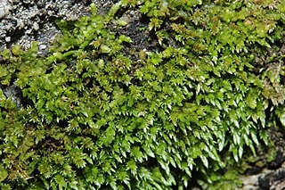 <i>Anomobryum</i> Genus of mosses