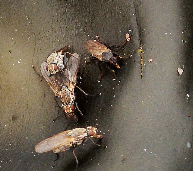 Anthomiidae and Coelopa pilipes (darker in color)