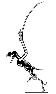 <i>Anurognathus</i> Genus of anurognathid pterosaur from the Late Jurassic