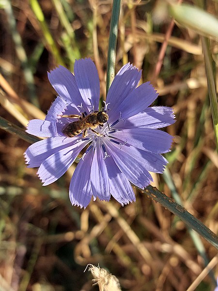 File:Ape su fiore.jpg