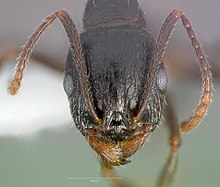 Aphaenogaster patruelis casent0005726 glava 1.jpg