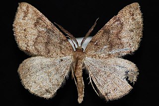 <i>Apodrepanulatrix</i> Genus of geometer moths