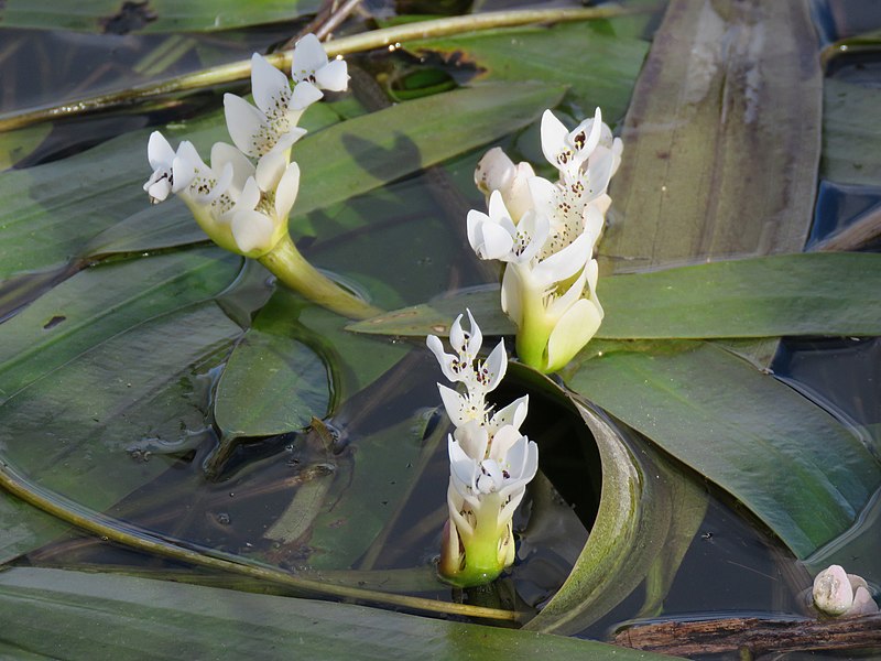 File:Aponogeton distachyos Flipphi 2.jpg