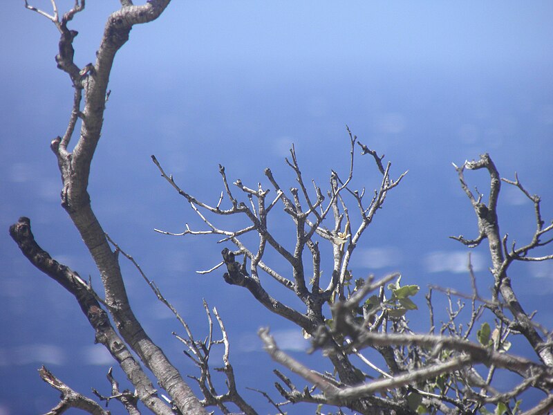 File:Arbre depuis la route.jpg