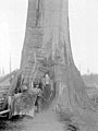 Arch in redcedar tree at Birch Bay, Whatcom County, Washington, 1899 (WASTATE 132).jpg