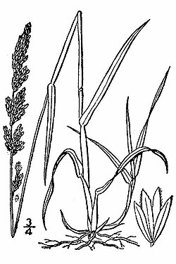 Lapinhilpi (Arctagrostis latifolia)