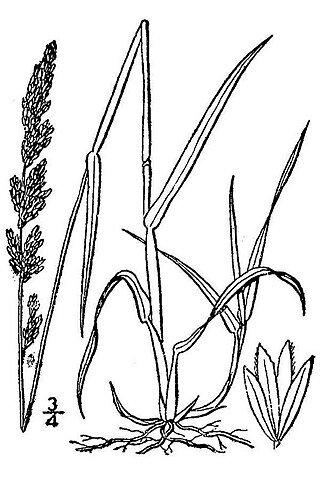 <i>Arctagrostis</i> Genus of grasses