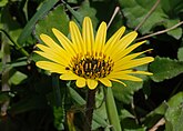 Arctotheca calendula (Asteraceae) Capeweed