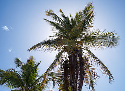 Palmeras. Cayo Sombrero