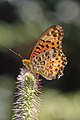 27 - Argynnis hyperbius (Indian Fritillary) created, uploaded and nominated by 池田正樹