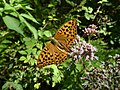 * Nomeação Argynnis paphia, Mezzocorona (TN), Italy --Syrio 09:31, 8 May 2024 (UTC) * Promoção  Weak support The background is rather noisy, but IMO this is good enough. --Robert Flogaus-Faust 21:31, 9 May 2024 (UTC)