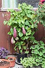 Aristolochia grandiflora (19328300864).jpg