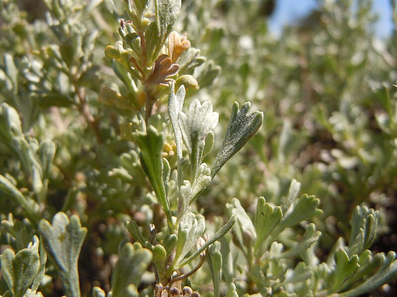 File:Artemisia arbuscula 002 — Matt Lavin.jpg