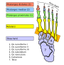 Thumbnail for Tarsometatarsal joints