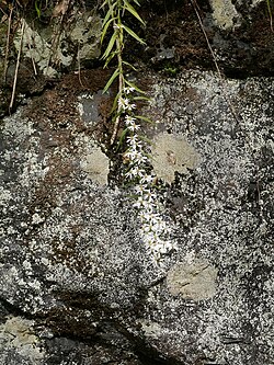 花序の様子