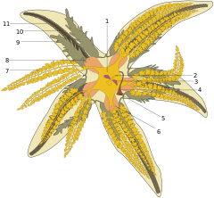 Diagram of starfish anatomy