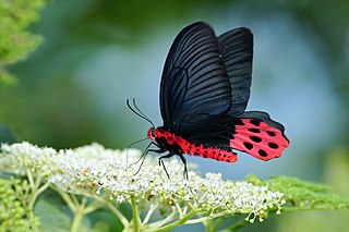 <i>Atrophaneura horishana</i> species of insect