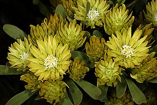 <i>Aulax</i> Genus of evergreen shrubs in the family Proteaceae