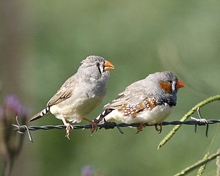 Chestnut-eared finch