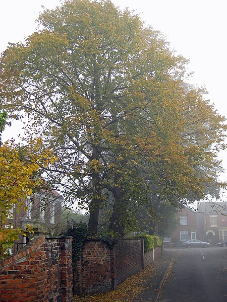File:Autumnal Sycamores - geograph.org.uk - 3190313.jpg