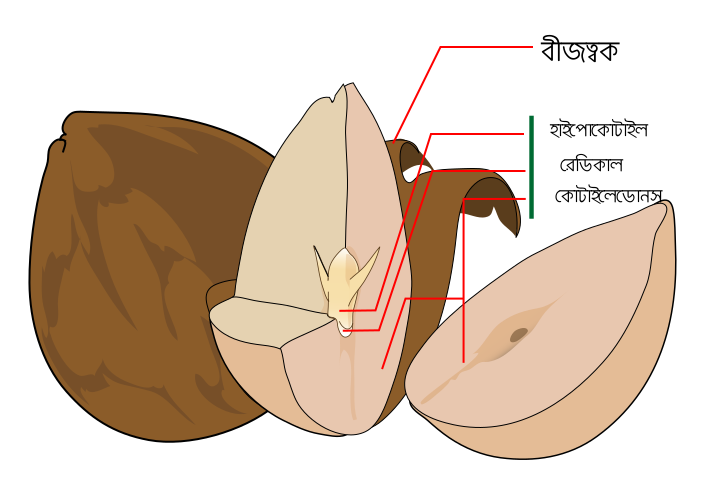 File:Avocado seed diagram-bn.svg