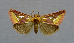Cimeliidae Axia margarita