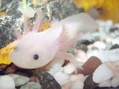Un axolotl blanc. Est-il leucistique ? Pas de source.