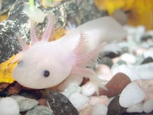 Axolotl: Beschreibung, Vorkommen, Besonderheiten
