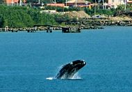 Southern right whale breaching along Brazili