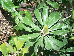 Gros-plan des feuilles, avec inflorescence en jeune bouton