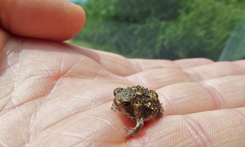 File:Baby Bushveld Rain Frog (Breviceps adspersus) (5984468240